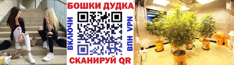 как найти наркотики  Кизилюрт  Конопля SATIVA & INDICA 